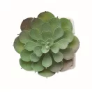 Mini planta artificiala, Everestus, 2601E14071, 5.7x5.7x6.7 cm, Polipropilena, Alb