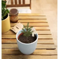   Kit pentru cultivarea pomilor de Craciun, Everestus, 2610E18522, 65x100x6 mm, Hartie, Natur